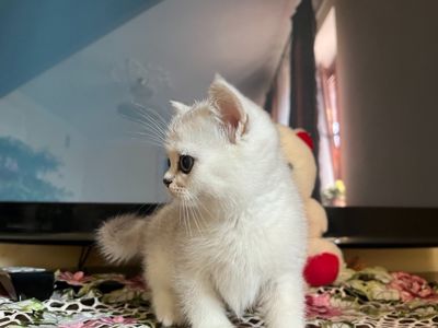 Зеленоокий срібний британець 0672553846