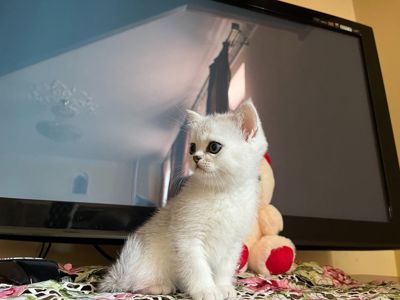 Зеленоокий срібний британець 0672553846