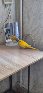 Отдам какарика в хорошие руки