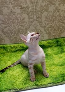 Сніжні бенгальські кошенята