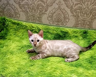 Сніжні бенгальські кошенята