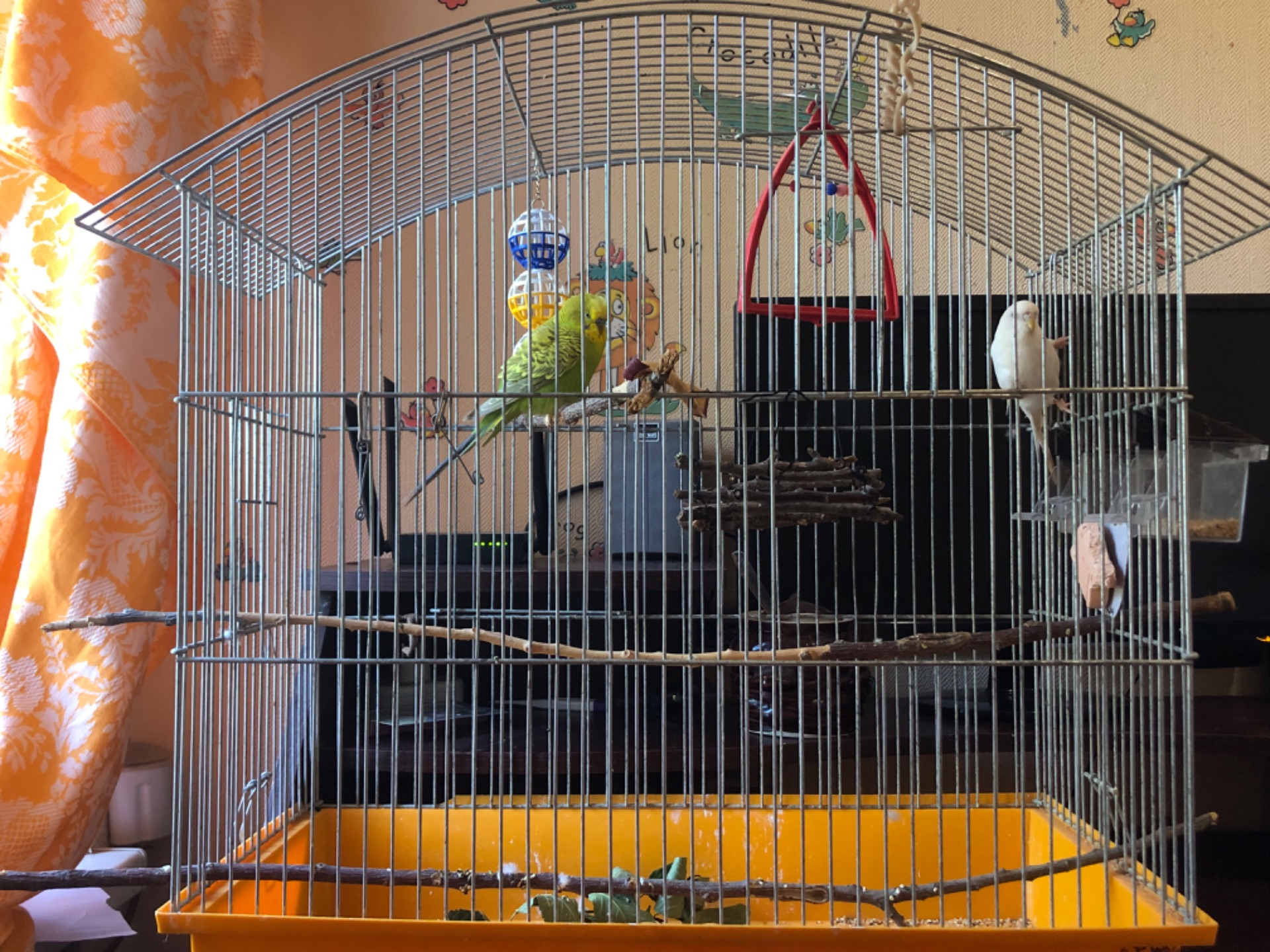 Продам двох хвилястих папуг разом із великою кліткою 🦜