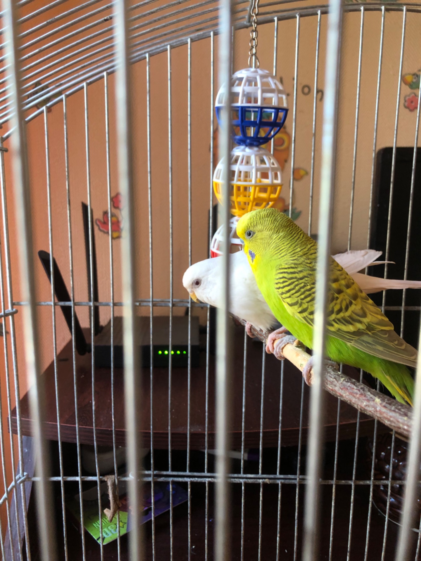 Продам двох хвилястих папуг разом із великою кліткою 🦜