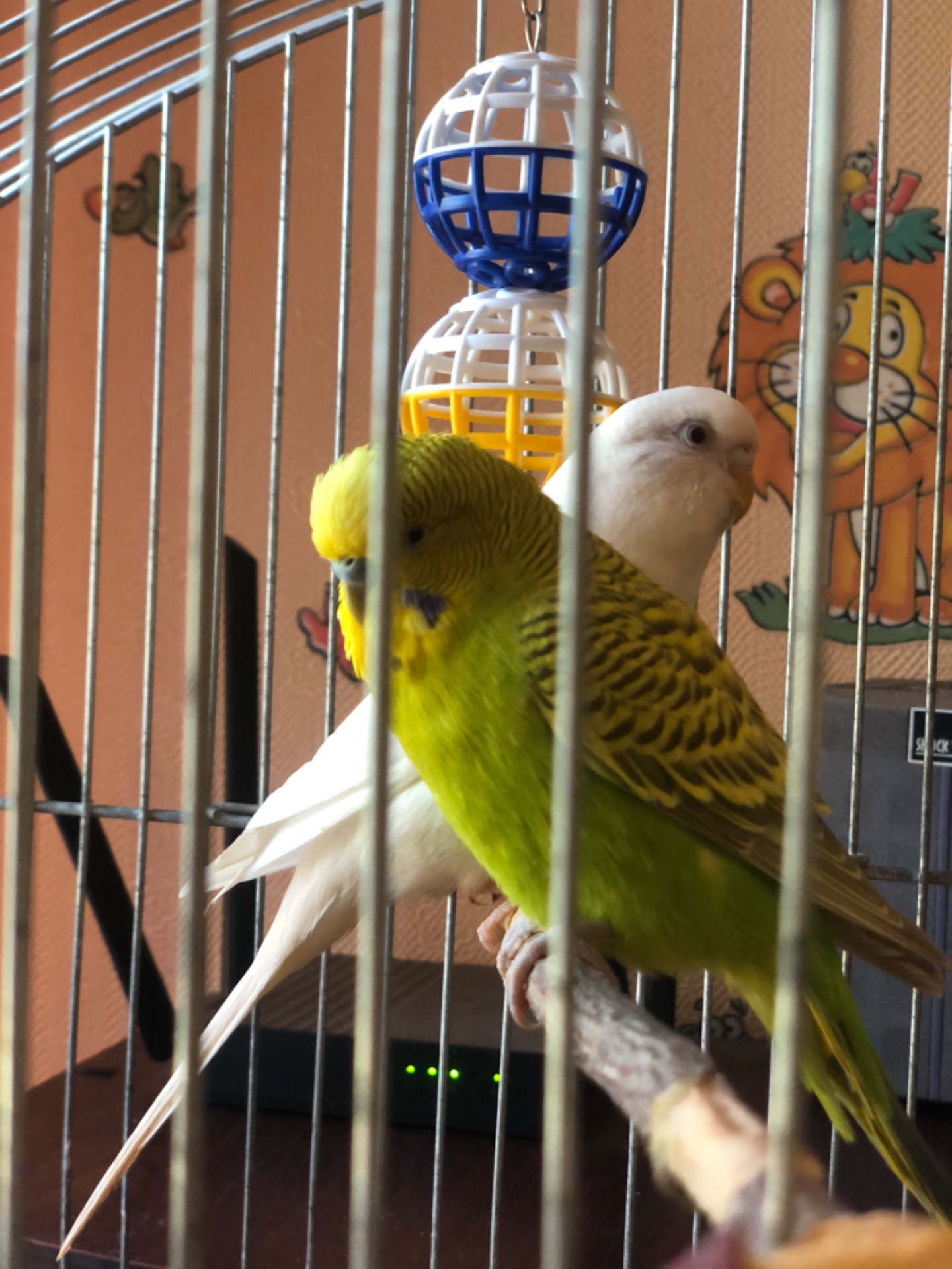 Продам двох хвилястих папуг разом із великою кліткою 🦜