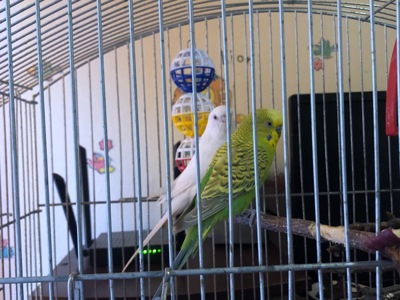 Продам двох хвилястих папуг разом із великою кліткою 🦜