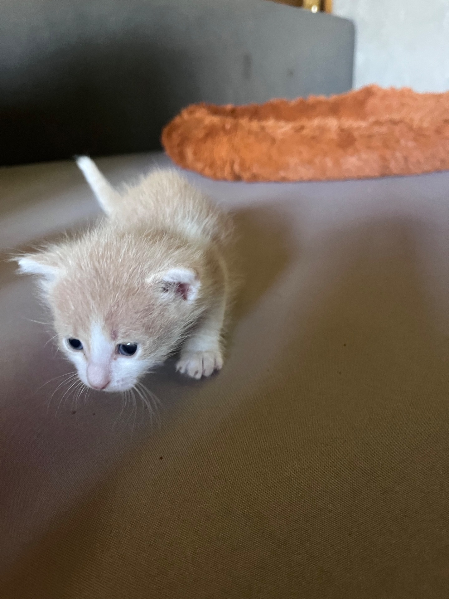 Віддам гарних кошенят 1 місяць