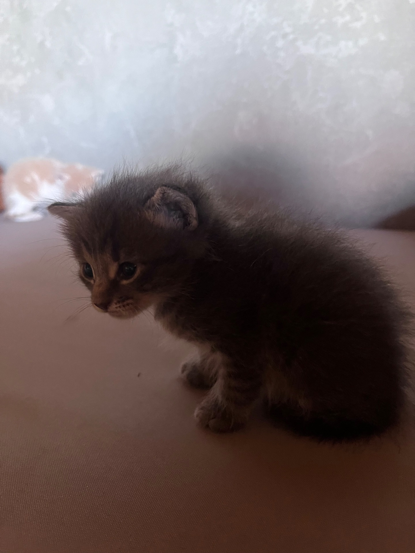 Віддам гарних кошенят 1 місяць