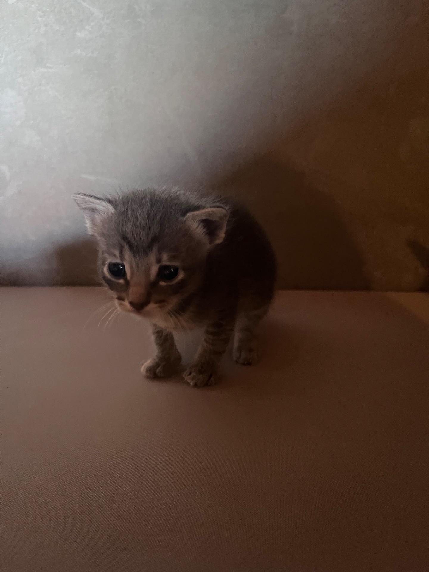 Віддам гарних кошенят 1 місяць