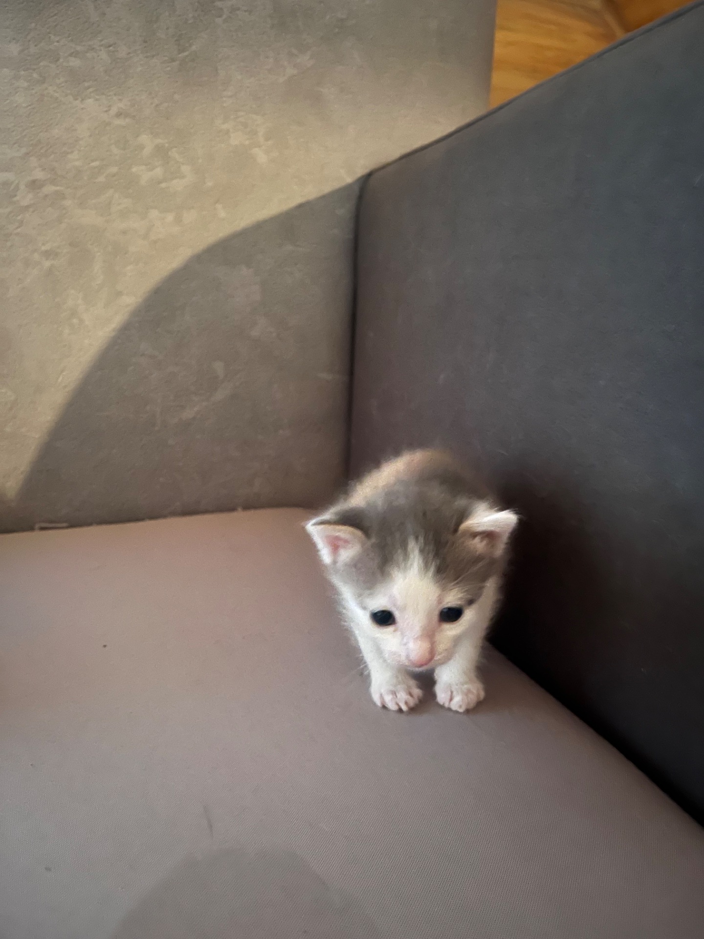 Віддам гарних кошенят 1 місяць