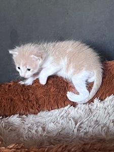 Віддам гарних кошенят 1 місяць