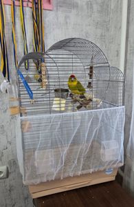 Молодий Какарік з кліткою
