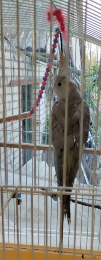 Корела безщьока