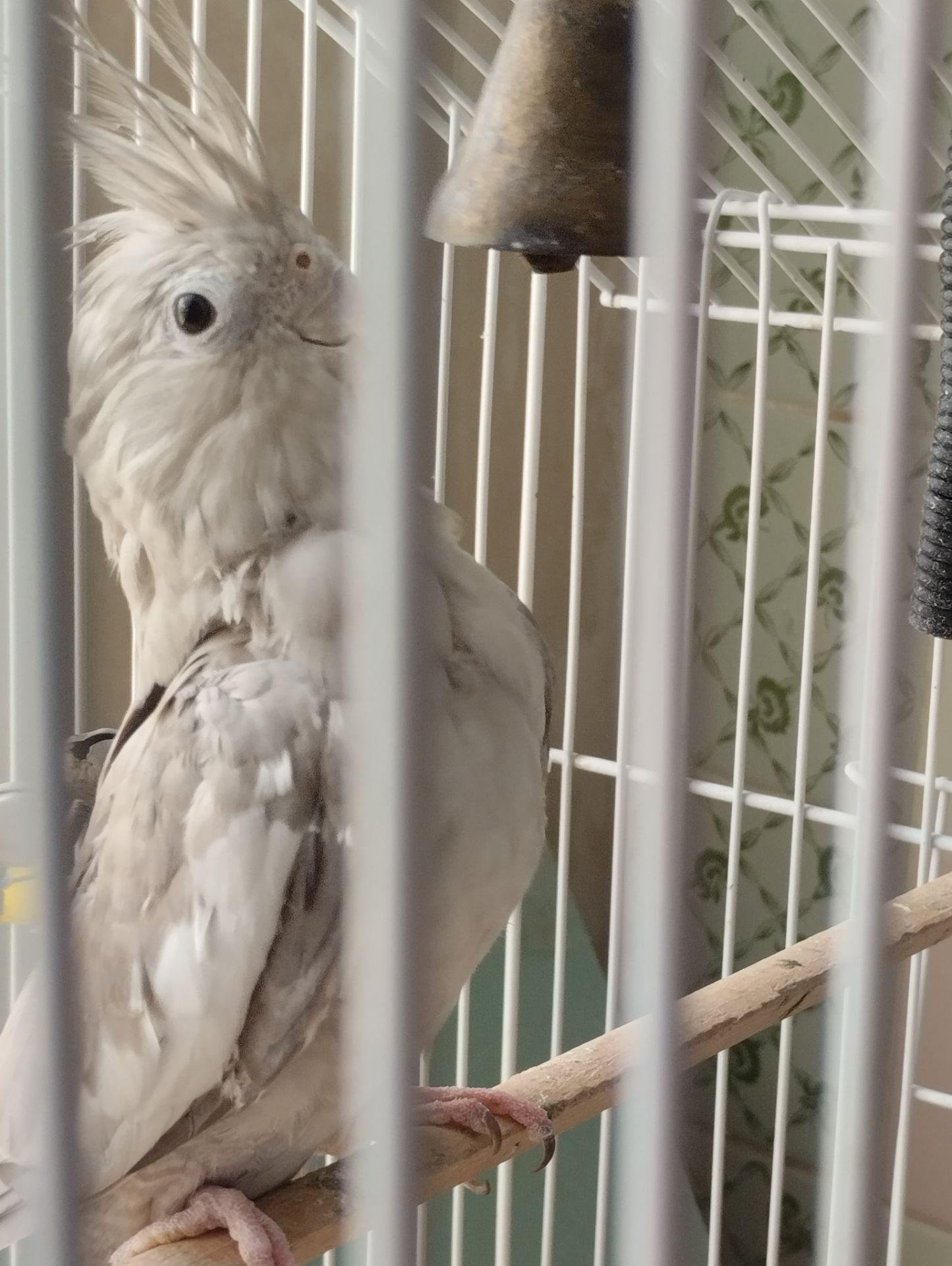 Корела безщьока