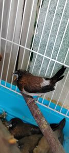 Рабочая пара японской амадины шоколадно-перстрый окрас