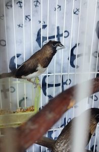 Рабочая пара японской амадины шоколадно-перстрый окрас