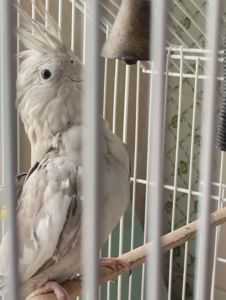 Корела безщьока