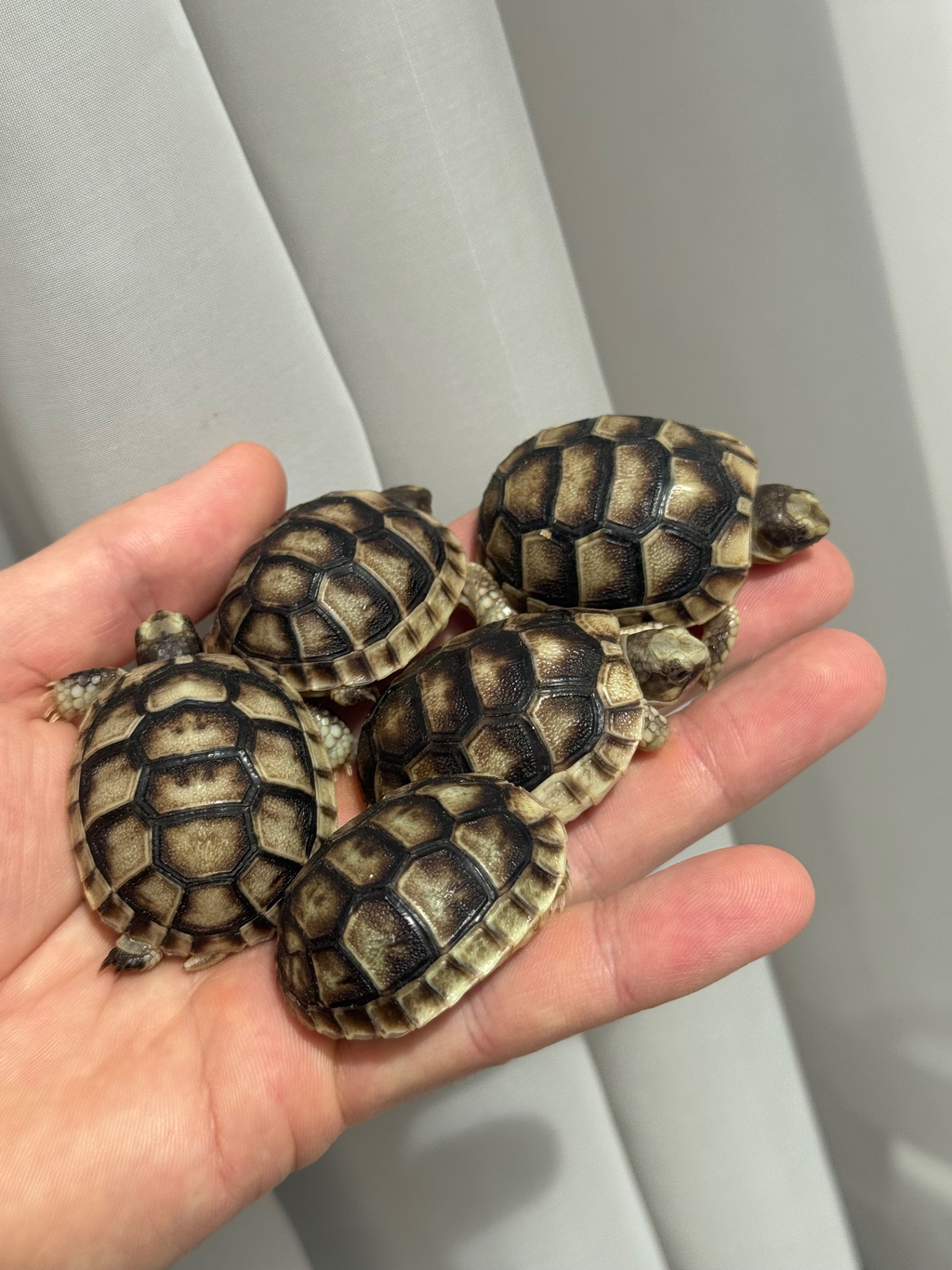 Черепаха облямована (Testudo marginata), cухопутна черепаха