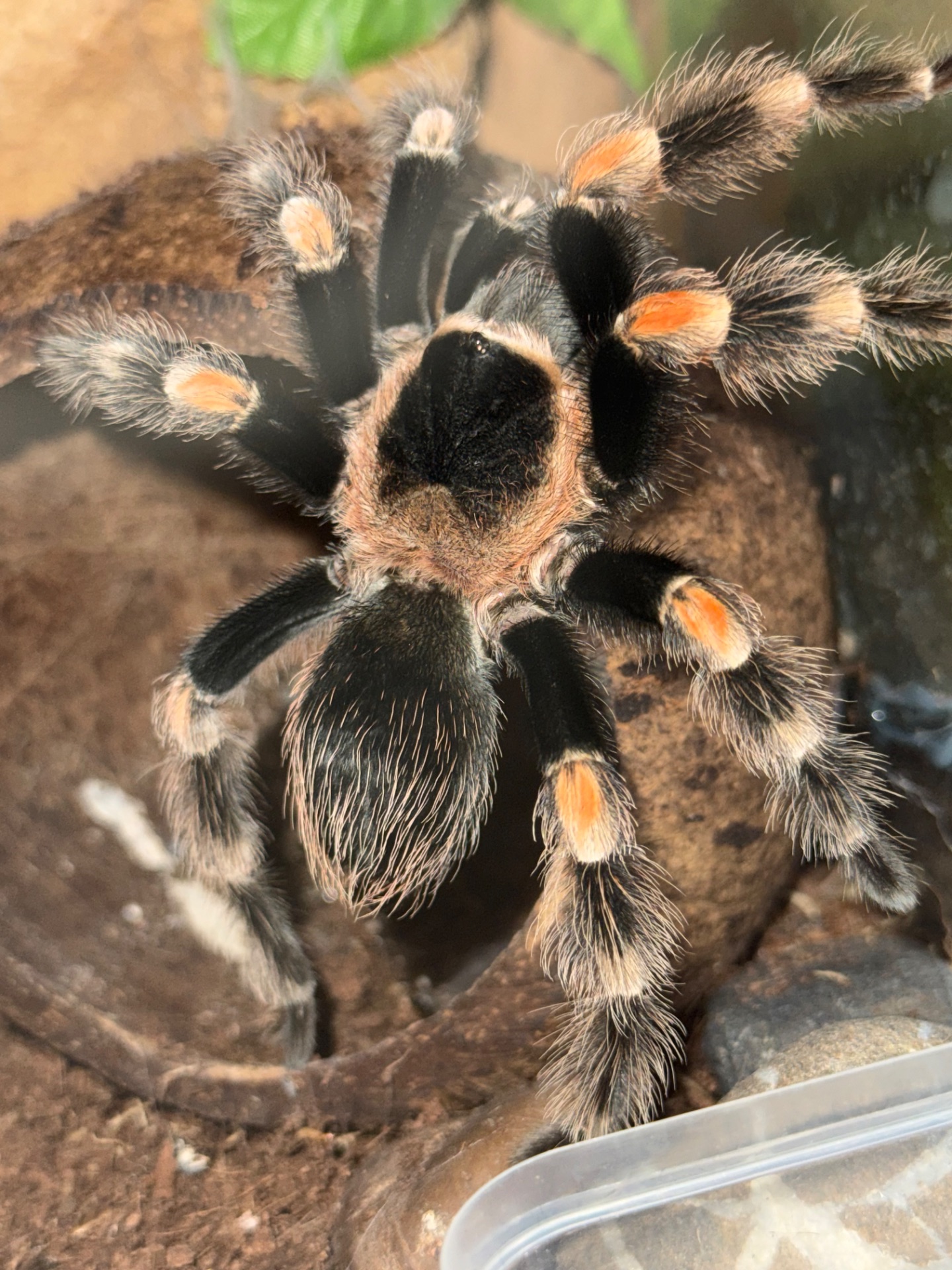 Brachypelma hamorii з тераріум, тераріум з тараканами та аксесуарами