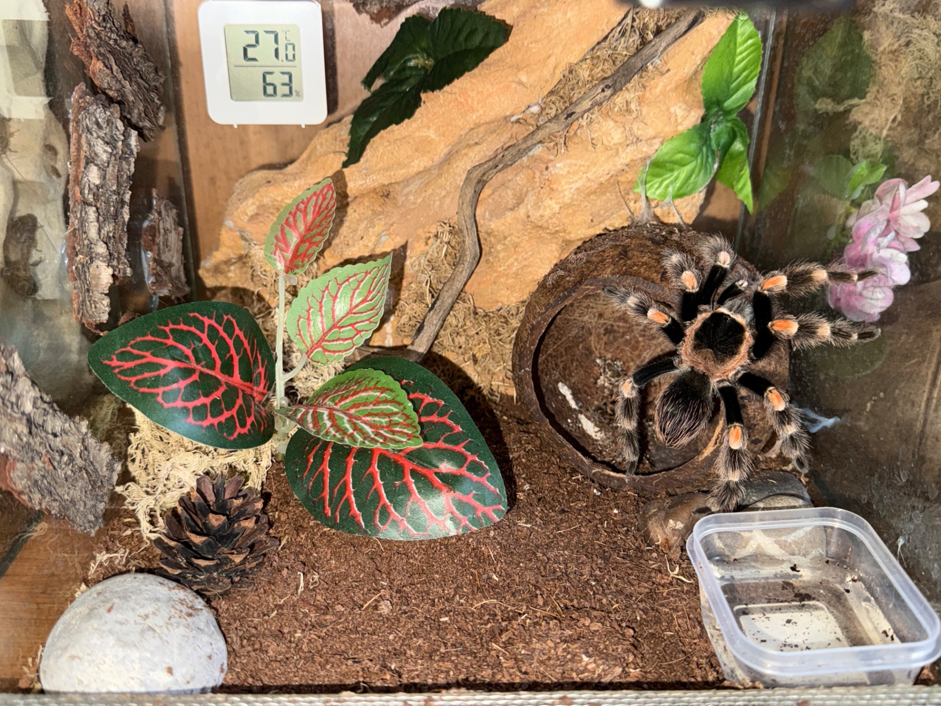 Brachypelma hamorii з тераріум, тераріум з тараканами та аксесуарами
