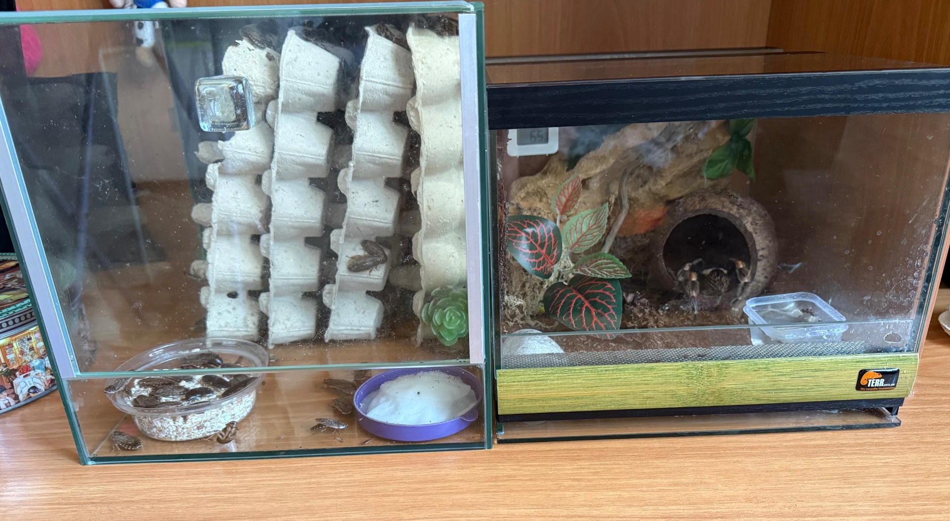 Brachypelma hamorii з тераріум, тераріум з тараканами та аксесуарами
