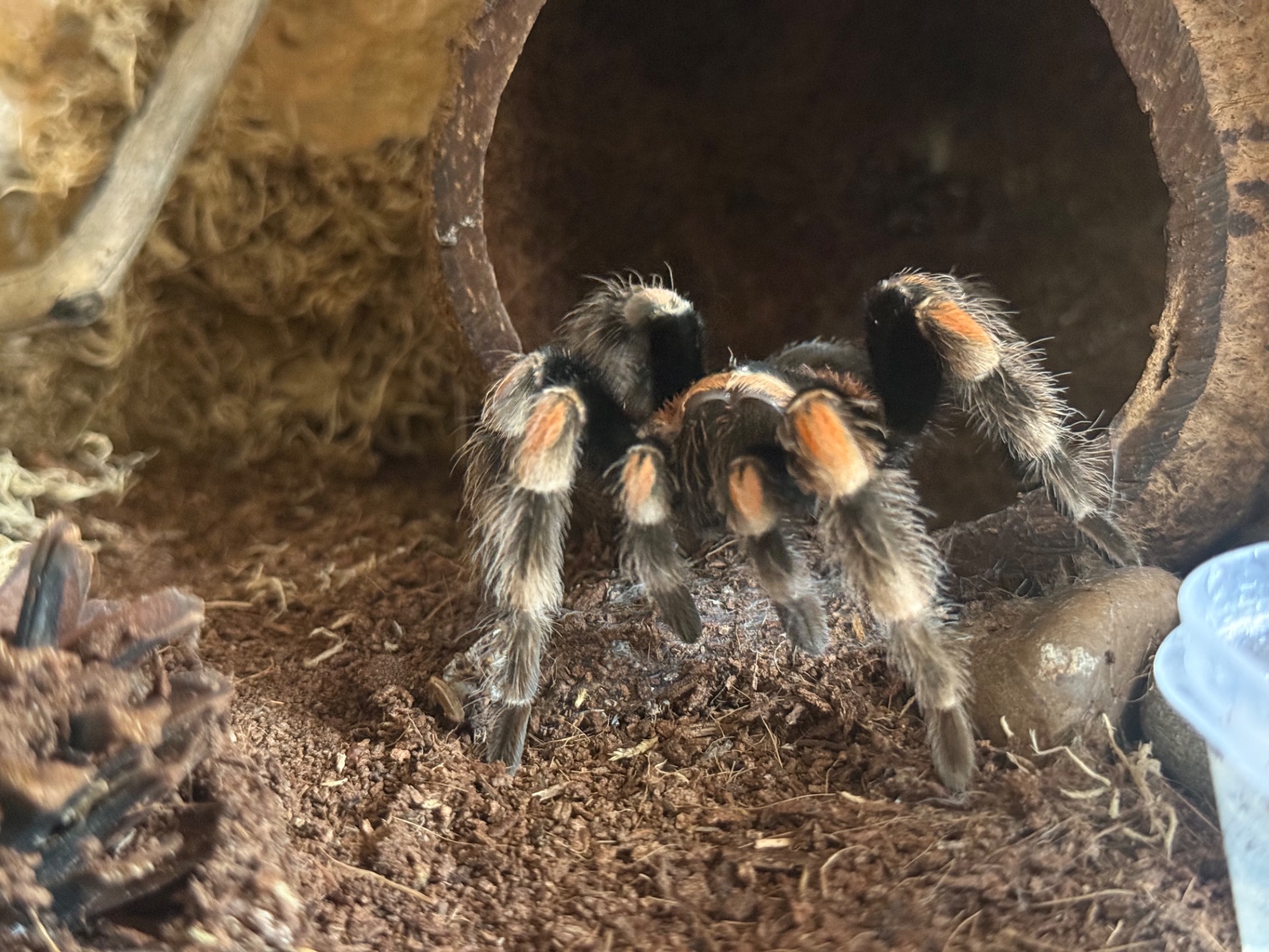 Brachypelma hamorii з тераріум, тераріум з тараканами та аксесуарами