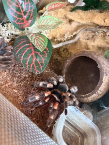 Brachypelma hamorii з тераріум, тераріум з тараканами та аксесуарами