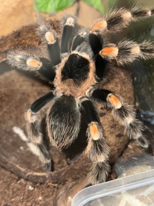 Brachypelma hamorii з тераріум, тераріум з тараканами та аксесуарами