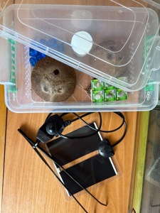 Brachypelma hamorii з тераріум, тераріум з тараканами та аксесуарами