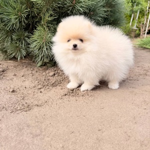 Померанський шпіц