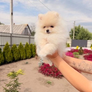 Померанський шпіц