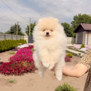 Померанський шпіц