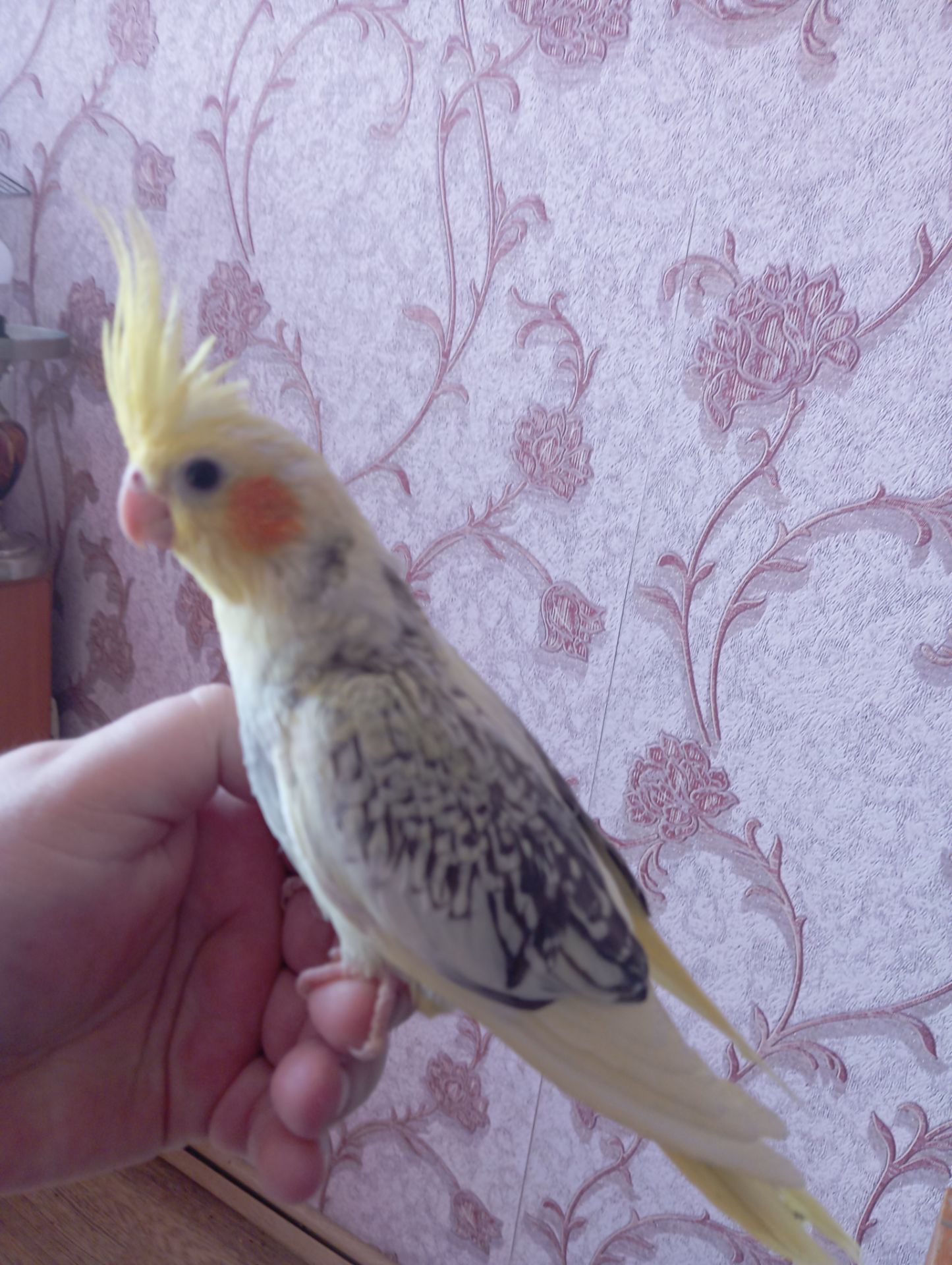 Продам птенцов карелл