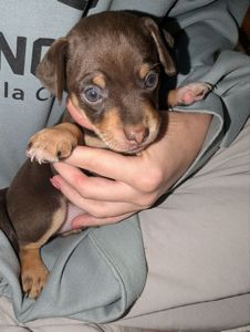 Щенок той тер'єр