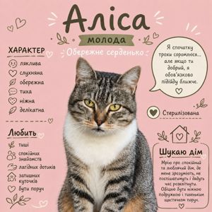 Аліса з прифронтової зони