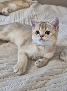Кошеня британська золота шиншила