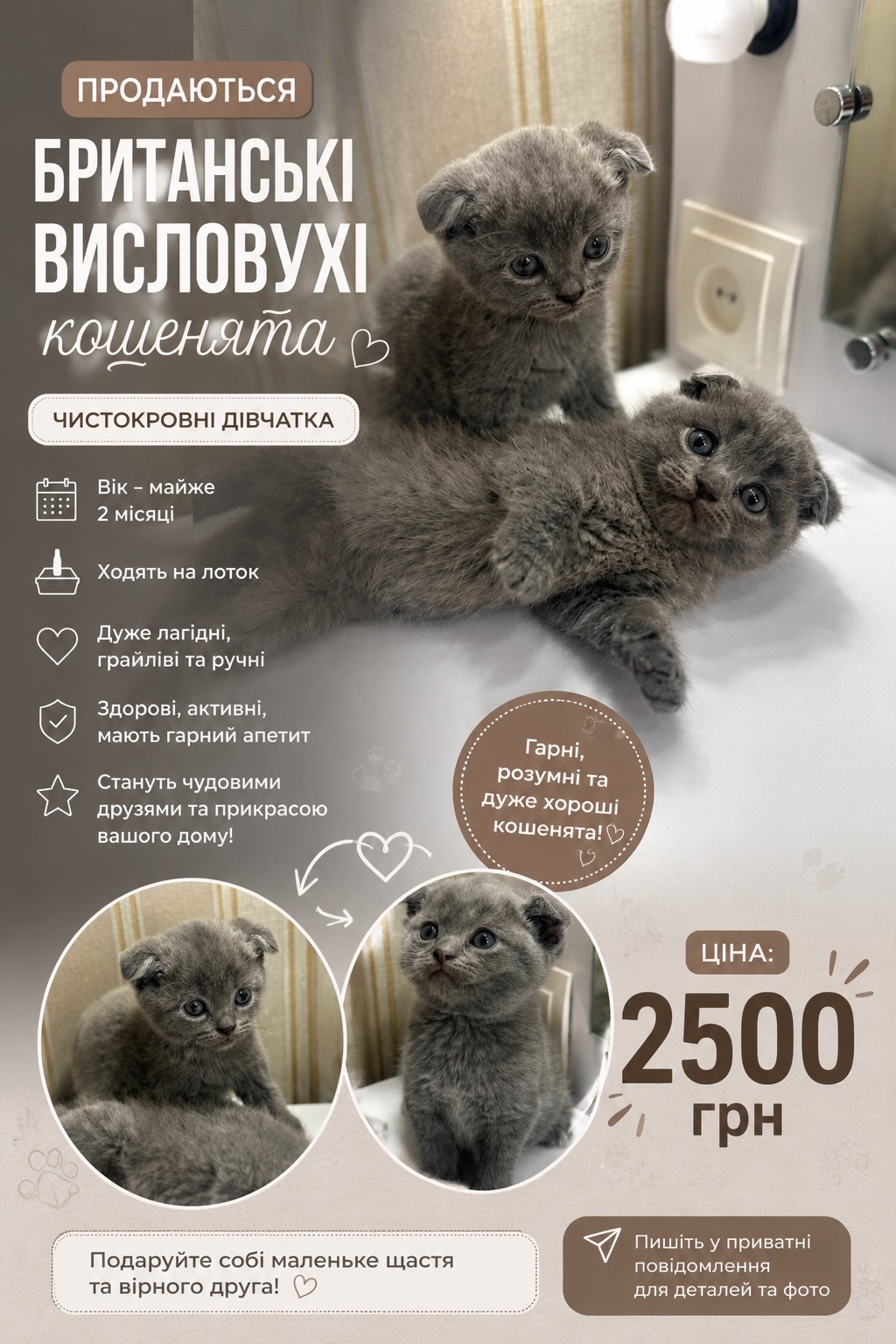 ПРОДАЮТЬСЯ МИЛІ БРИТАНСЬКІ КОШЕНЯТА