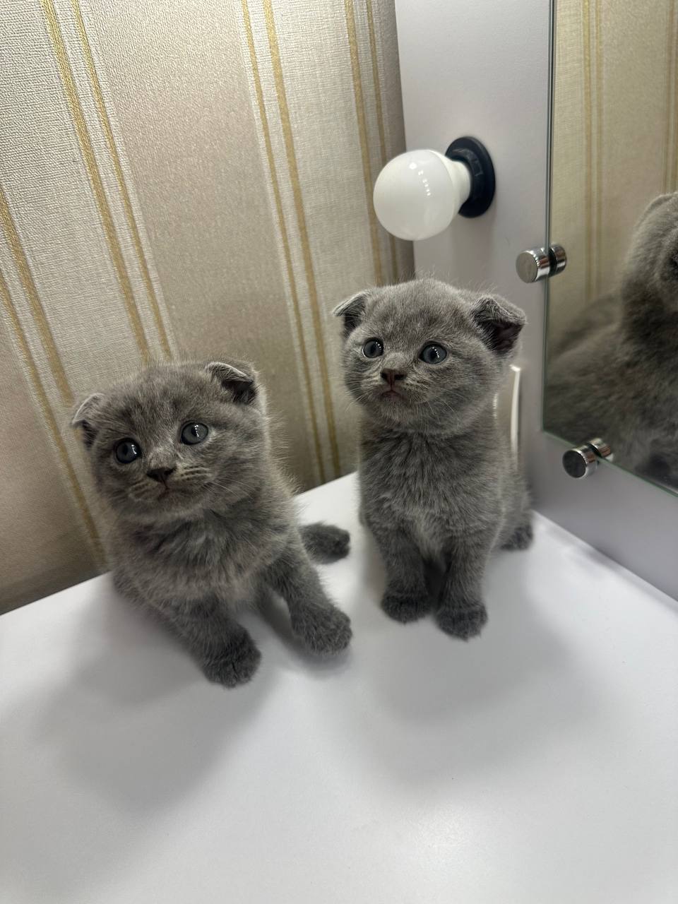 ПРОДАЮТЬСЯ МИЛІ БРИТАНСЬКІ КОШЕНЯТА