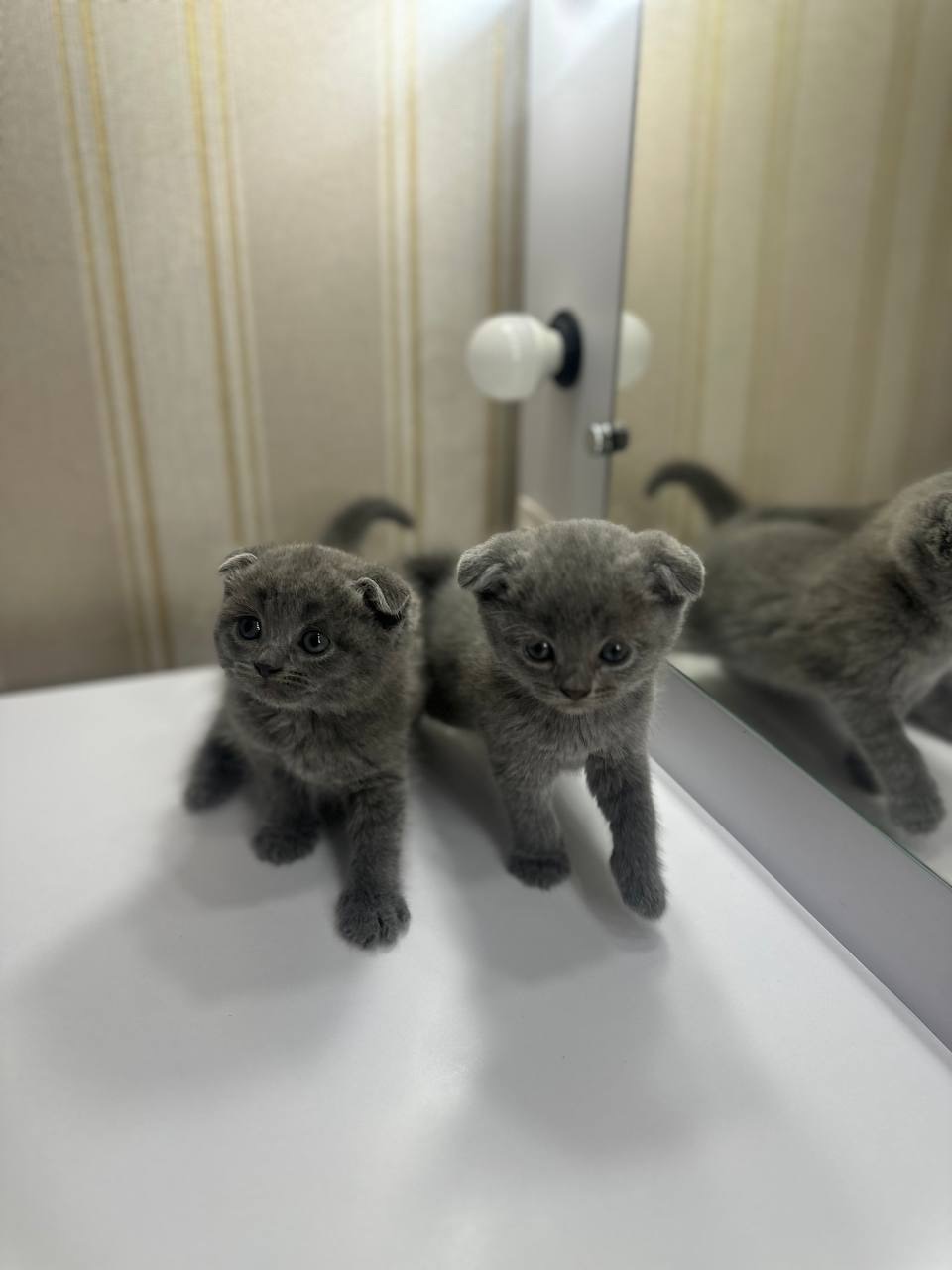 ПРОДАЮТЬСЯ МИЛІ БРИТАНСЬКІ КОШЕНЯТА