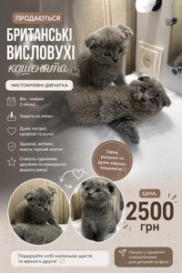 ПРОДАЮТЬСЯ МИЛІ БРИТАНСЬКІ КОШЕНЯТА