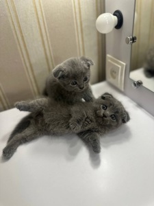 ПРОДАЮТЬСЯ МИЛІ БРИТАНСЬКІ КОШЕНЯТА