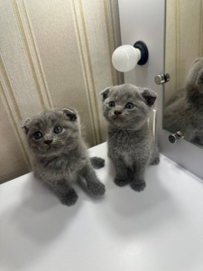 ПРОДАЮТЬСЯ МИЛІ БРИТАНСЬКІ КОШЕНЯТА