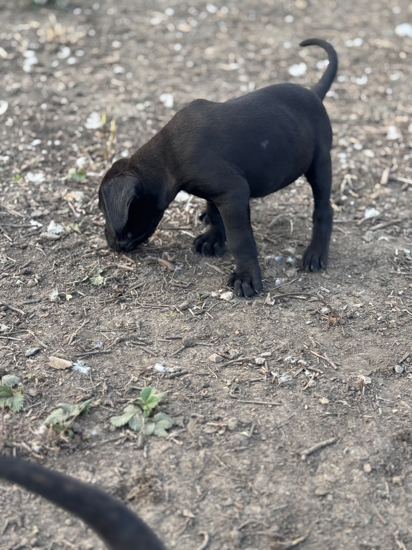 Цуценята кане-корсо