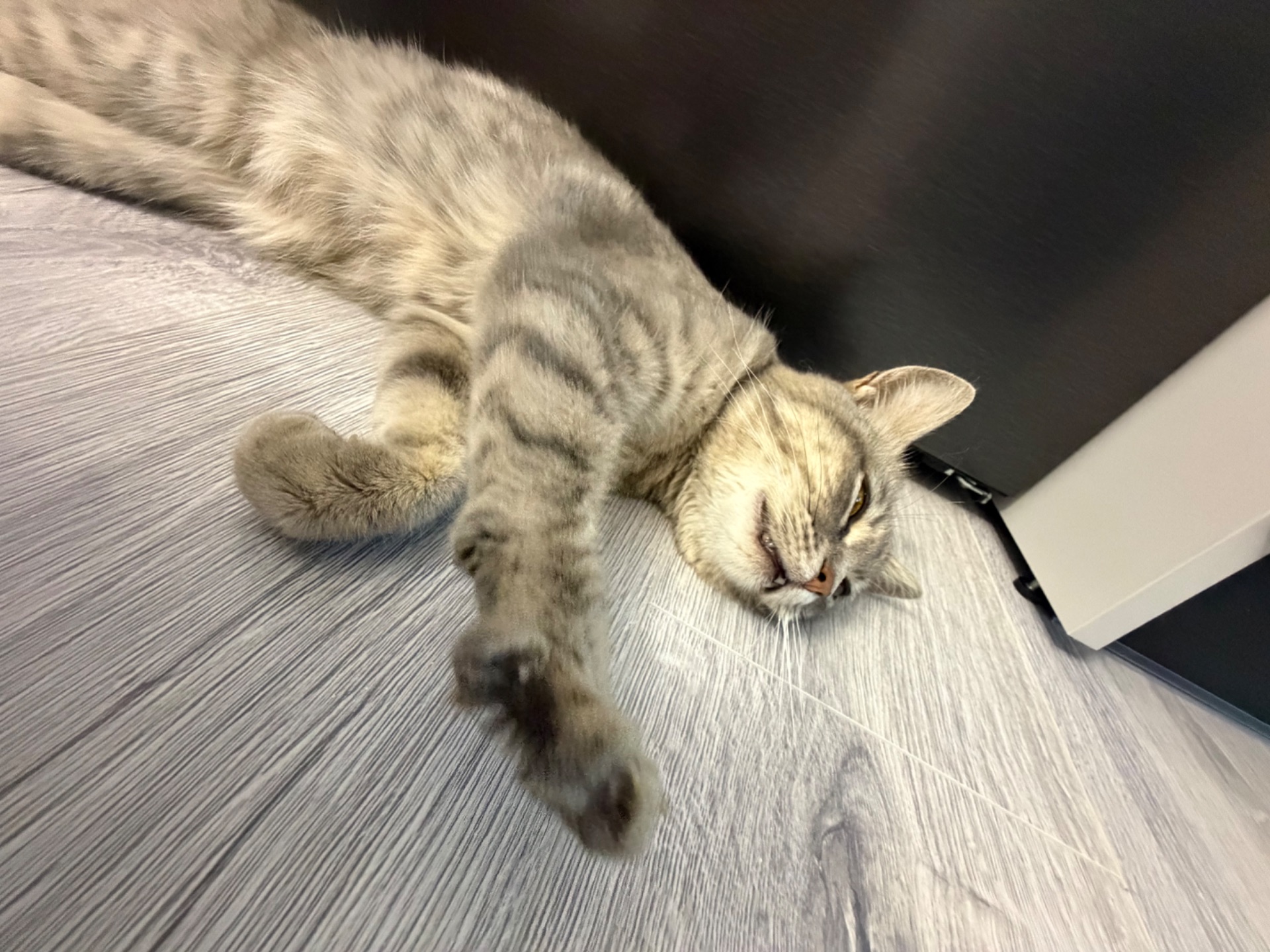 Кошеня Мія