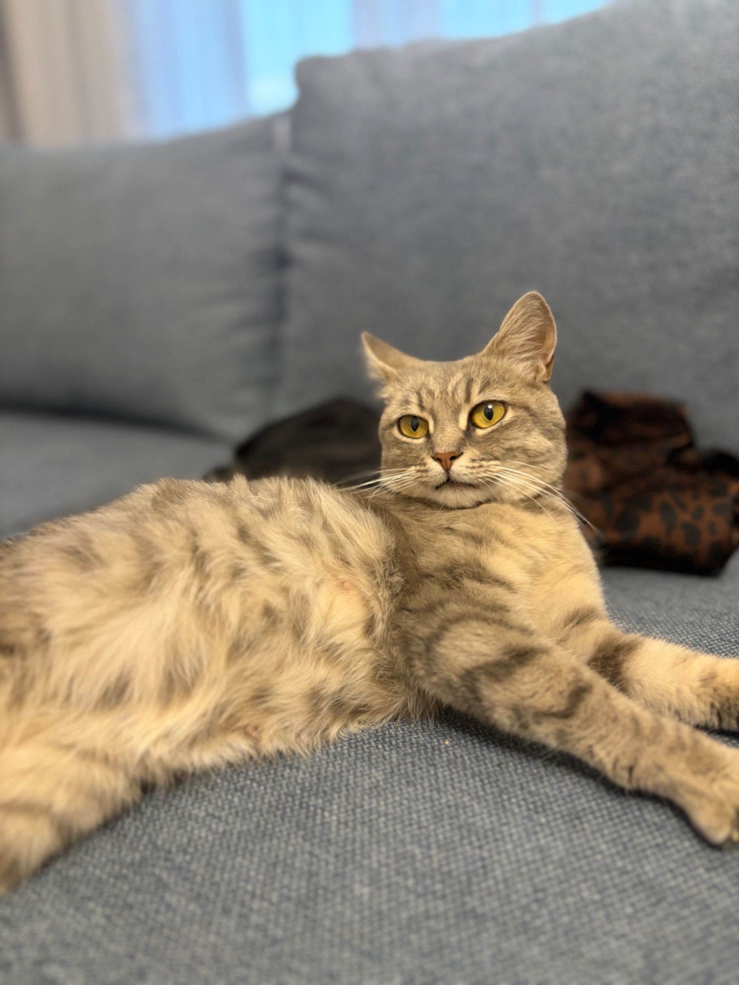 Кошеня Мія