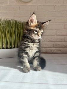 Кошеня Мейн Кун дівчинка