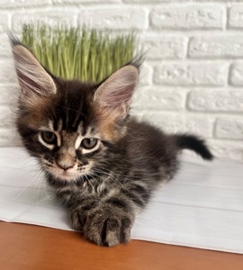 Кошеня Мейн Кун дівчинка