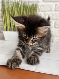 Кошеня Мейн Кун дівчинка
