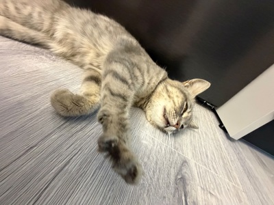Кошеня Мія
