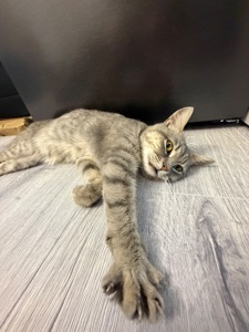 Кошеня Мія