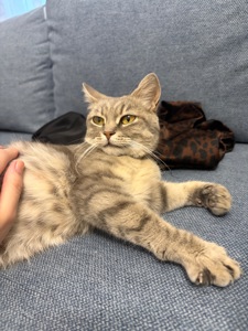 Кошеня Мія